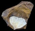Fossil Ginkgo Leaf From North Dakota - Paleocene #59000-1